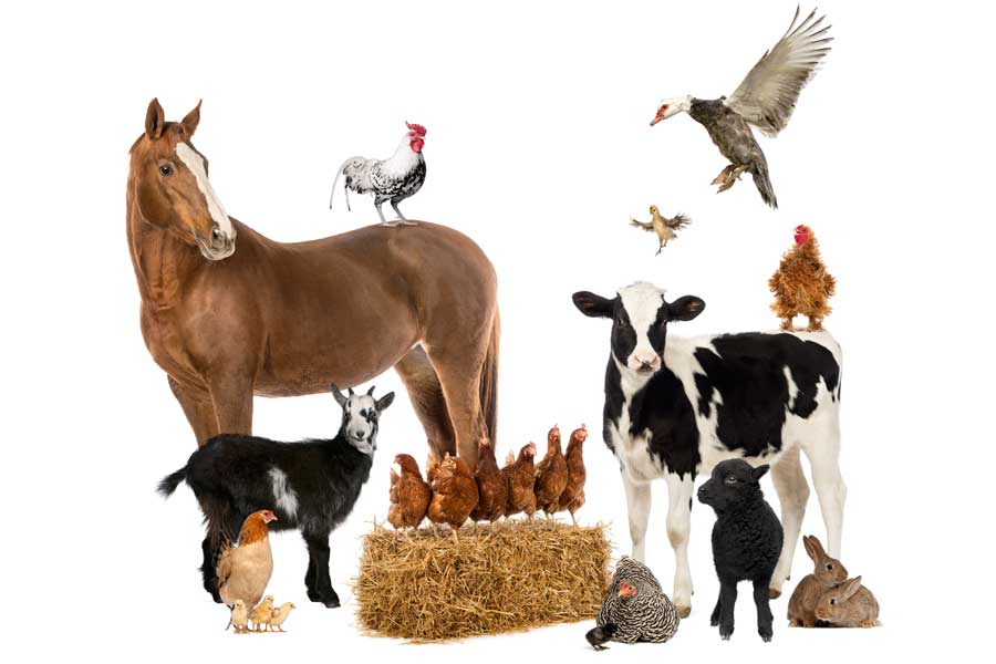 Animal Nutrition